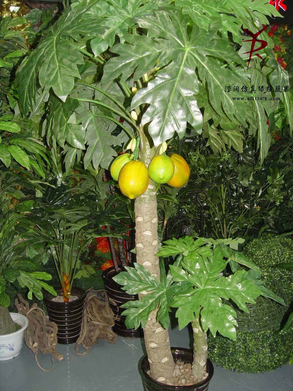 1.8米木瓜树