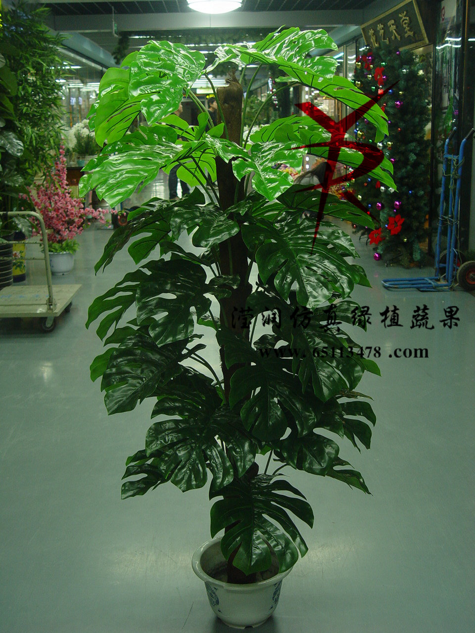 1.6M包棕过胶龟贝