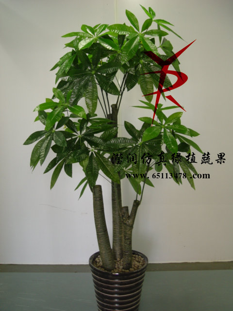 1.6M三杆过胶发财树