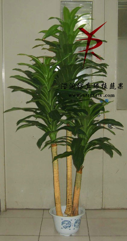 1.8米密叶巴西木
