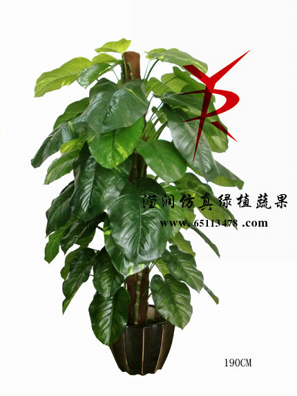 1.9米大绿罗