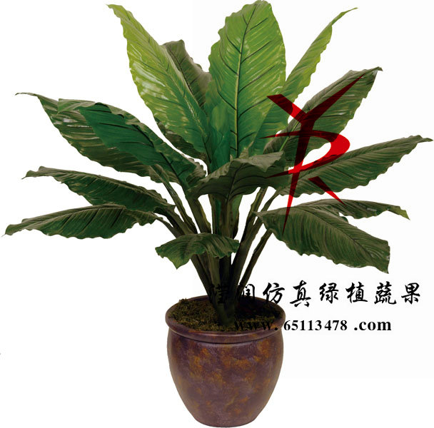 100CM-大白掌