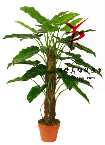 100CM-椰衣筒绿宝石