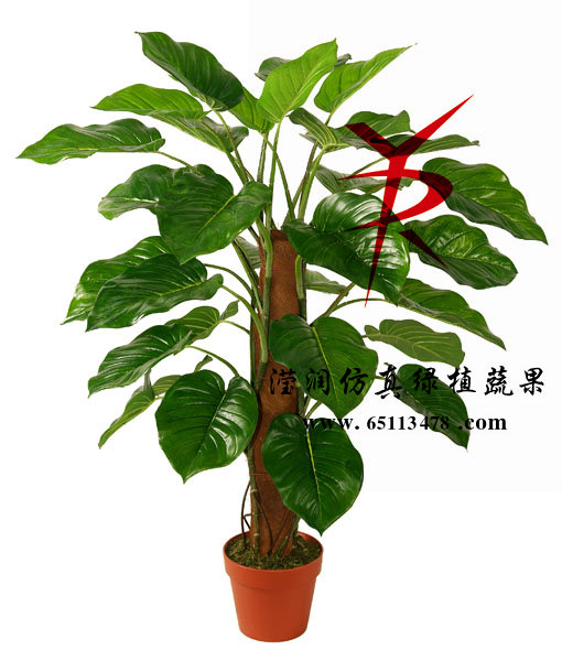 100CM-椰衣筒绿萝