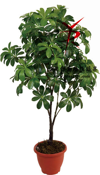102CM-沙漠玫瑰树