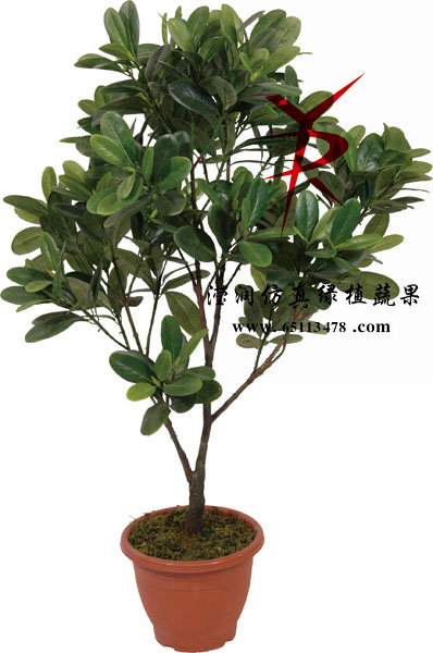 105CM-5号风采树红树林
