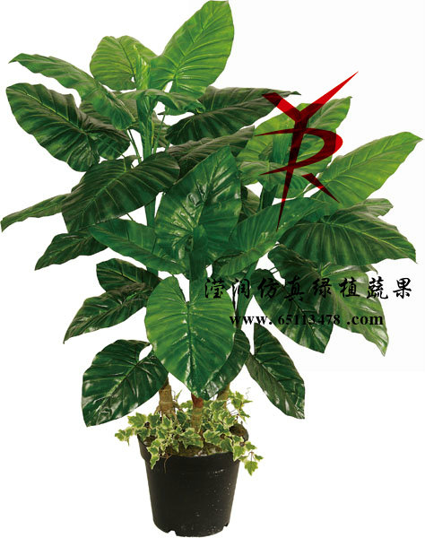 120CM-3杆组合野芋