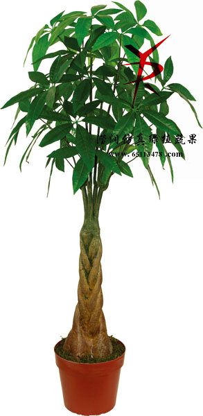 130CM-发财树