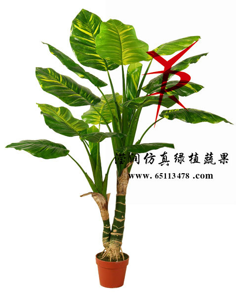 145CM-2叉富贵树头大猪芯