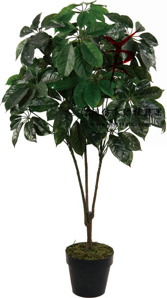 150CM-鹅掌树