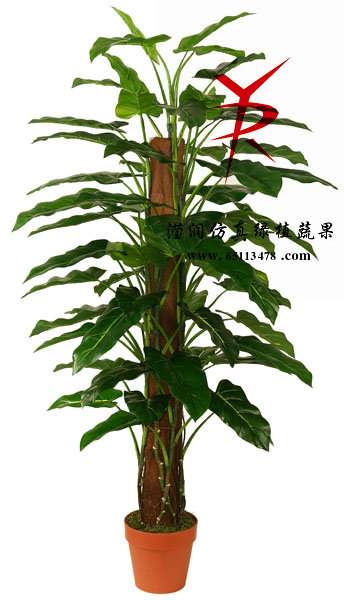 150CM-椰衣筒绿宝石