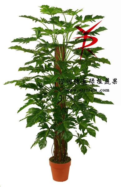 150CM-椰衣筒小天使