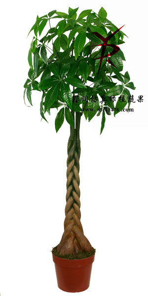 160CM-发财树