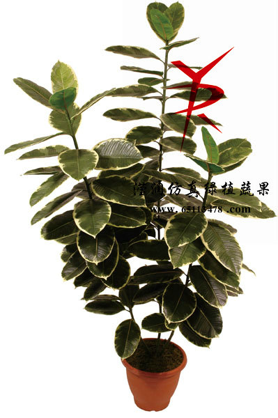 160CM白边橡皮树