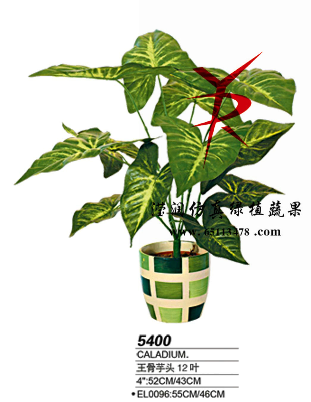 16叶王骨鱼头