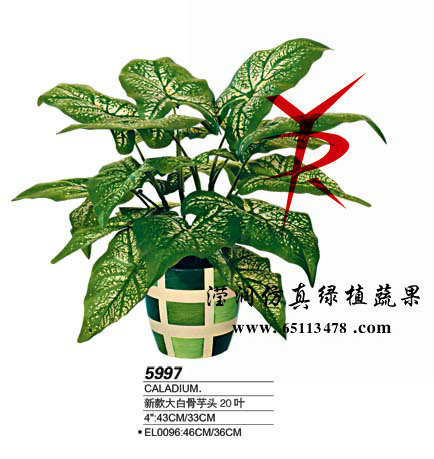 18叶白彩芋