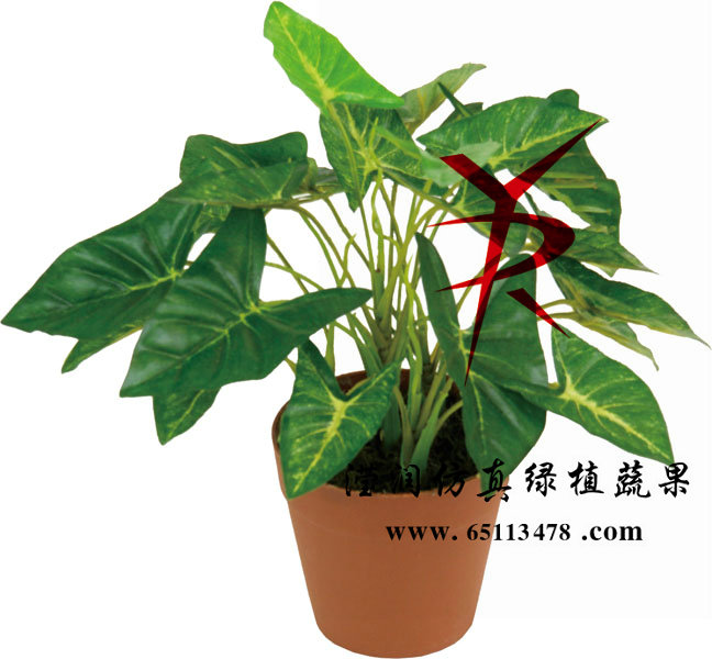 23CM-马蹄莲盆栽