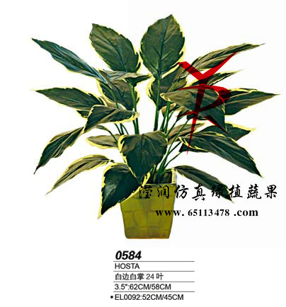 24叶白边白掌