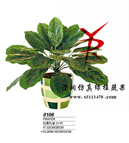 24叶红骨孔雀叶