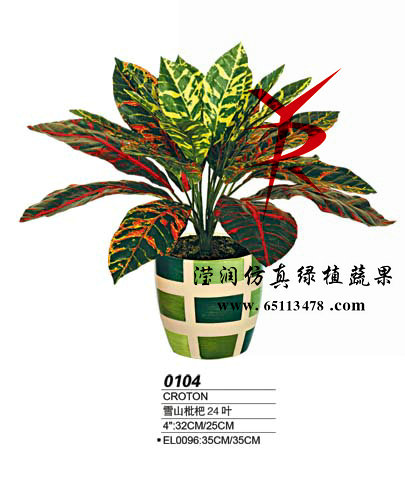 24叶秋枇杷