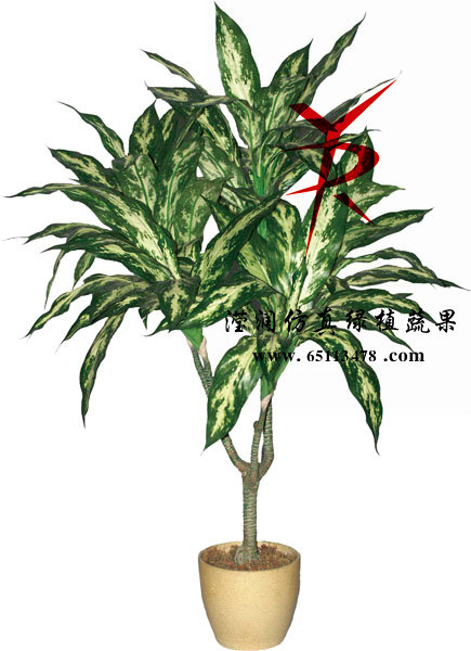 80CM-5叉银皇帝