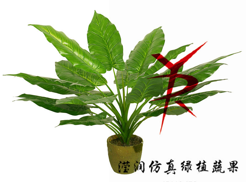 80CM-绿钻石树头蓬莱蕉