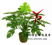 80CM-绿钻石树头小天使