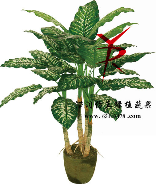 90CM-4支组合2号万年青
