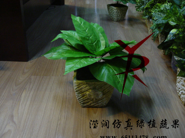布叶全绿叶