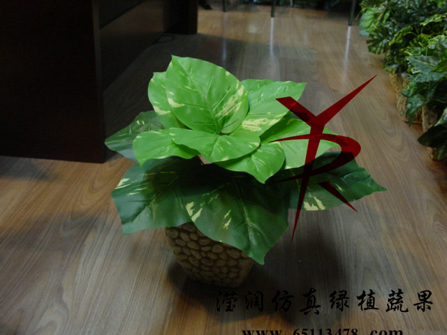 布叶猪心叶