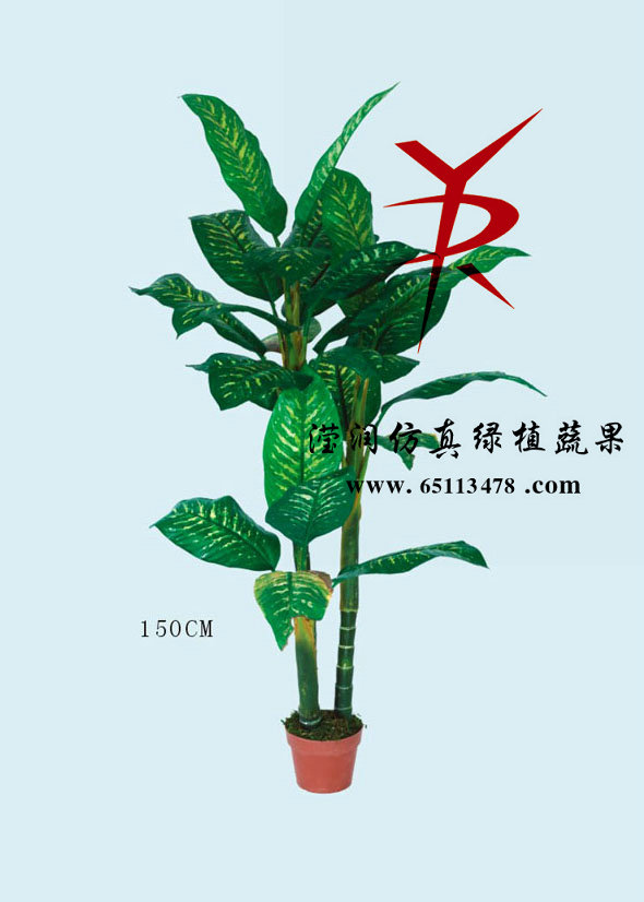 粗杆万年青