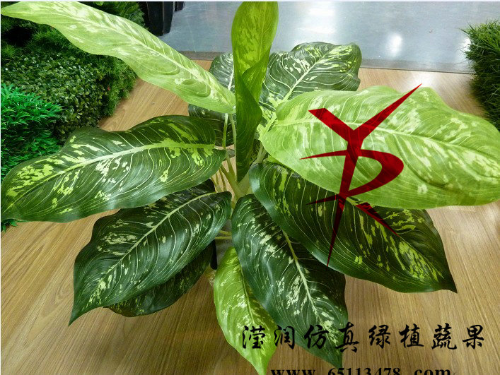 大号斑点银河