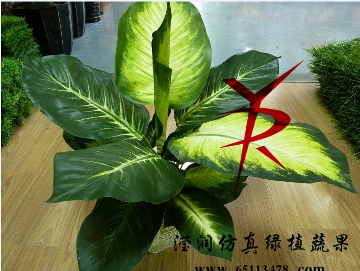 大号白心万年青