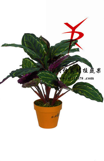 大号孔雀叶单枝