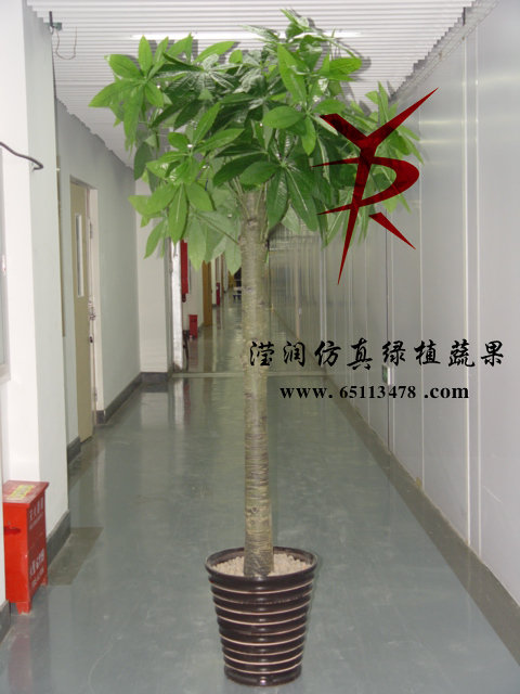 单棵招财树