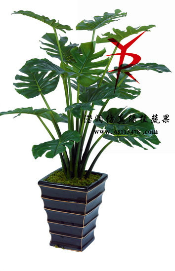 大裂口