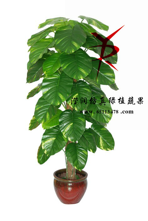 卷中绿罗
