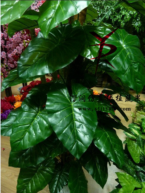 卷宗仙芋