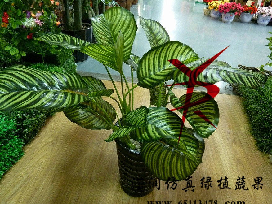 青苹果叶