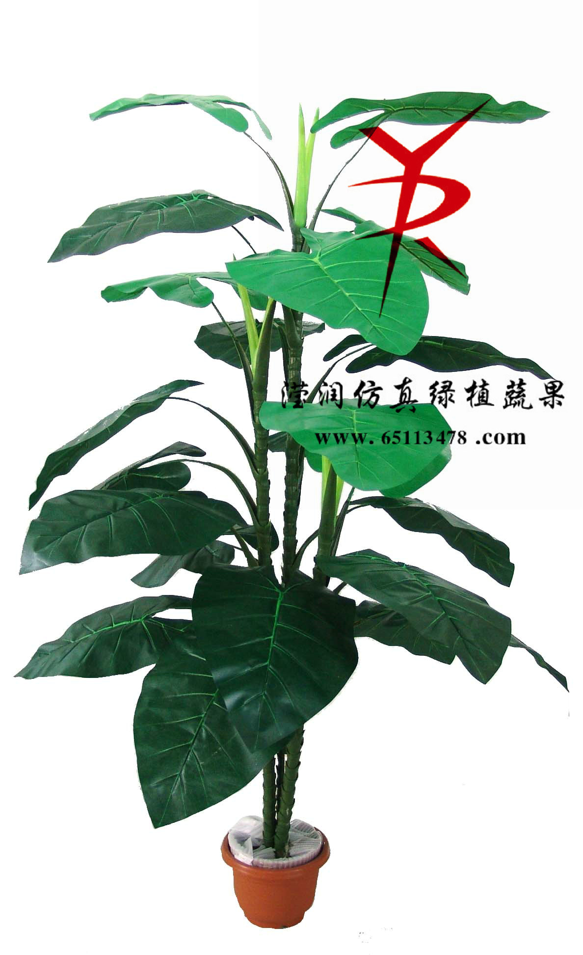 特大仙芋19-3