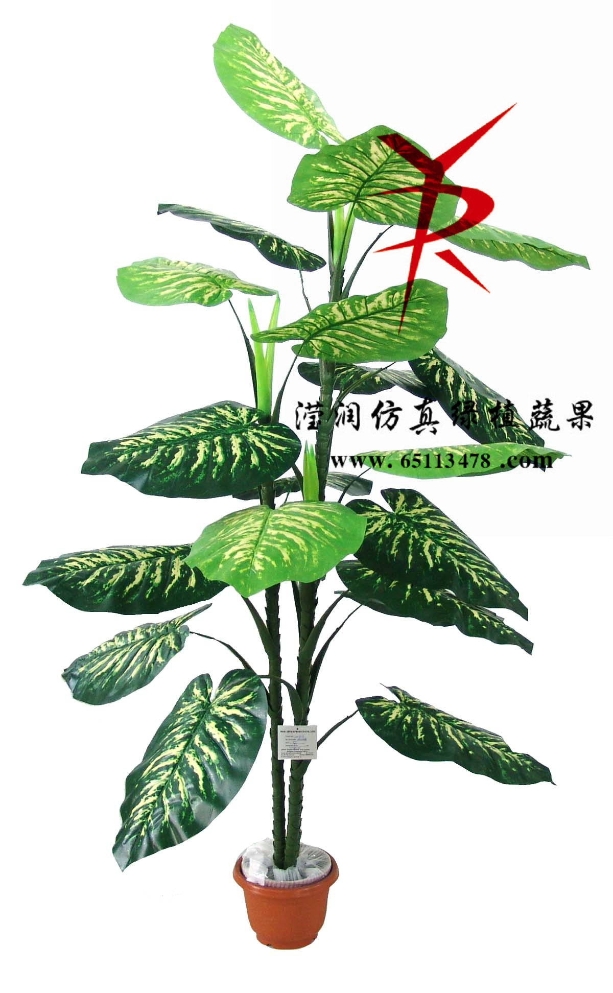 特大万年青19-3
