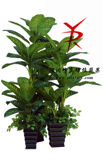 万年青组合