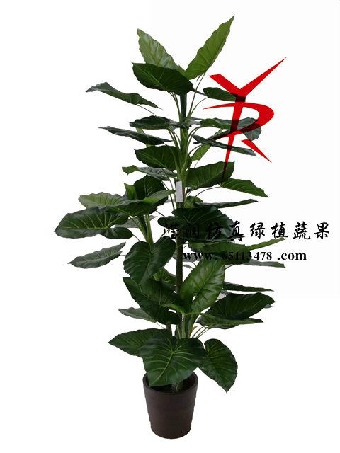 仙芋