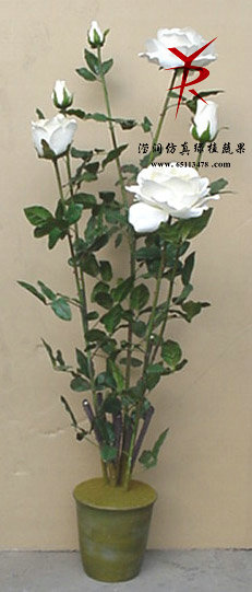 BD1.3米盆栽玫瑰白