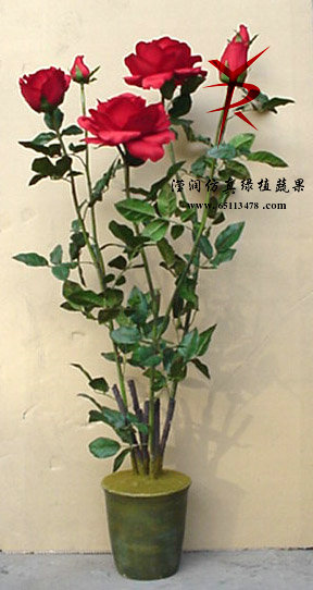 BD1.3米盆栽玫瑰红