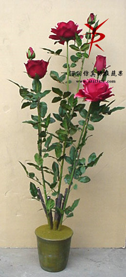 BD1.3米盆栽玫瑰紫红