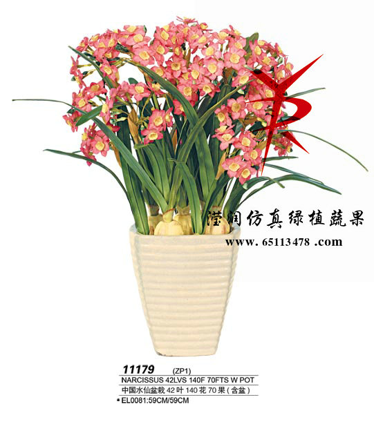 中国水仙盆栽60cm