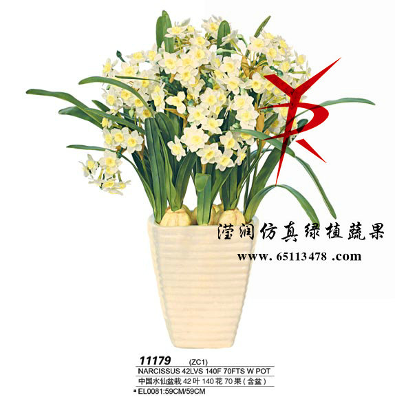 中国水仙盆栽  白色