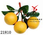 串三黄橙