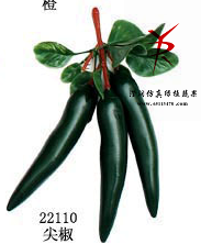 串三青尖椒